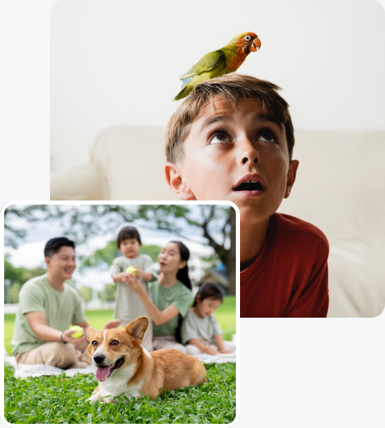 pet-insurance-stack-v2