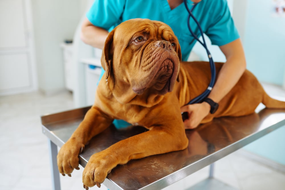 accident-pet-coverage-insurance
